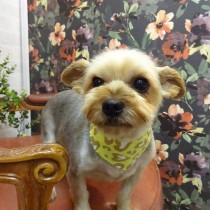 ヨークシャテリア