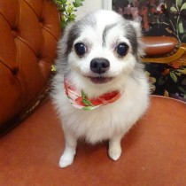 チワワ