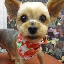 ヨークシャテリア