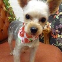 ヨークシャテリア