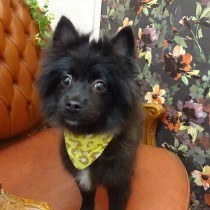 ポメラニアンMIX