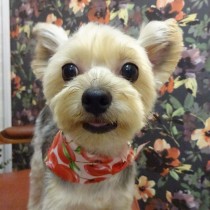 ヨークシャテリア