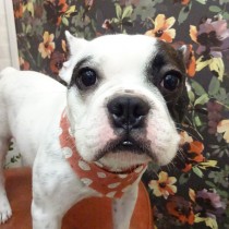 フレンチブルドッグ