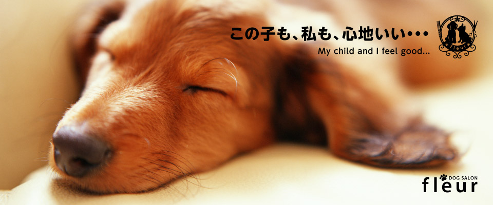 京都でドッグサロン・ドッグホテルをお探しなら動物看護師のいるドッグサロンフルールへ。