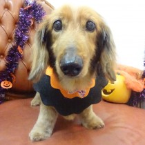 スタンダードダックス