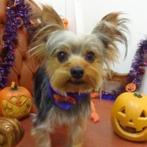 ヨークシャテリア