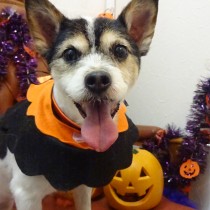 ジャックラッセルテリア