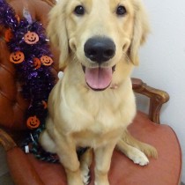 ゴールデンレトリバー