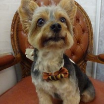 ヨークシャテリア