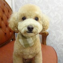 トイプードル