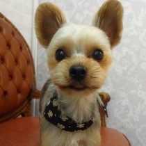 ヨークシャテリア