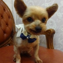 ヨークシャテリア