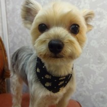 ヨークシャテリア