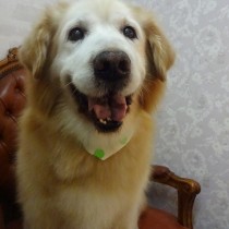 ゴールデンレトリバー