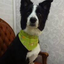 ボーダーコリー