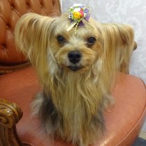 ヨークシャテリア