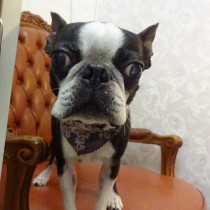 ボストンテリア