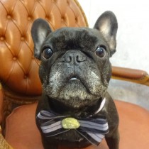 フレンチブルドッグ