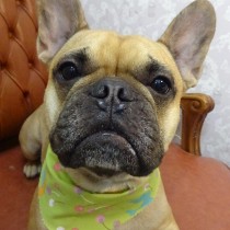 フレンチブルドッグ