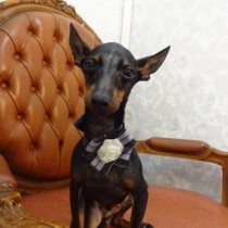 ミニチュアピンシャー