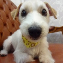 ジャックラッセル