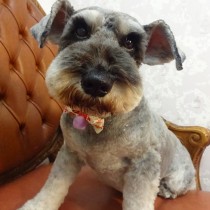 Ｍシュナウザー