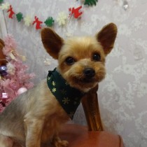 ヨークシャテリア