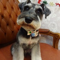 Ｍシュナウザー