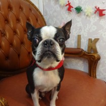 ボストンテリア