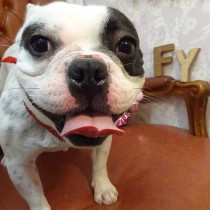 フレンチブルドッグ