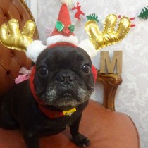 フレンチブルドッグ