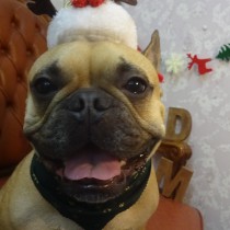 フレンチブルドッグ