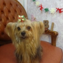 ヨークシャテリア