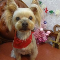 ヨークシャテリア