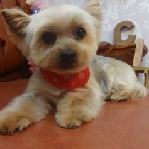 ヨークシャテリア