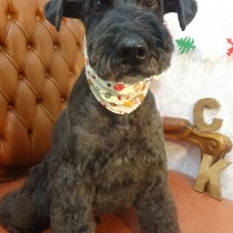 Ｍシュナウザー