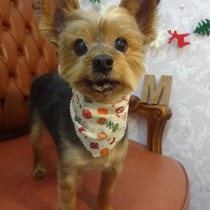 ヨークシャテリア