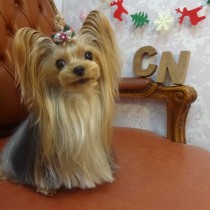 ヨークシャテリア