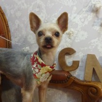 ヨークシャテリア