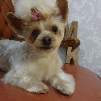 ヨークシャテリア