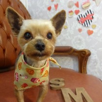 ヨークシャテリア