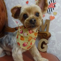 ヨークシャテリア