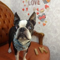 ボストンテリア