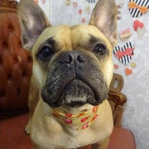 フレンチブルドッグ