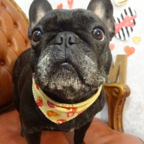 フレンチブルドッグ