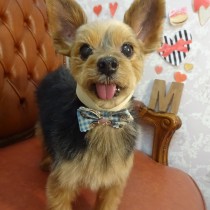 ヨークシャテリア