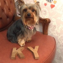 ヨークシャテリア