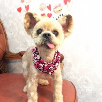 ヨークシャテリア