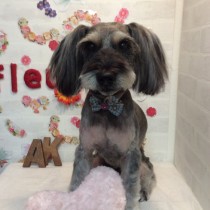 Ｍシュナウザー