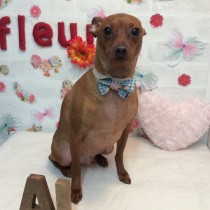 ミニチュアピンシャー